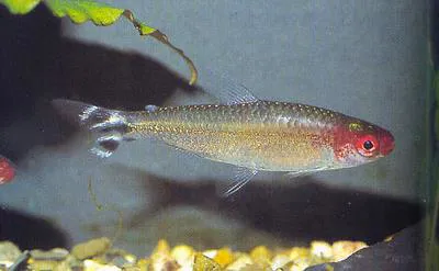 Firehead tetra (Hemigrammus bleheri)