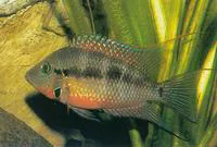 Firemouth cichlid (Thorichthys meeki)