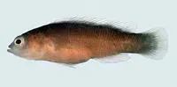 Firetail dottyback (Pseudochromis flammicauda)