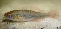 Firetailed gudgeon (Hypseleotris galii)