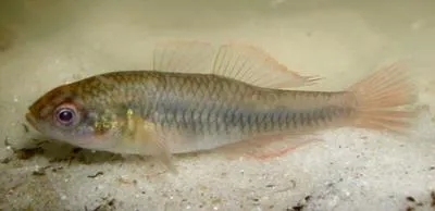 Firetailed gudgeon (Hypseleotris galii)