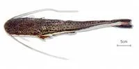 Firewood catfish (Sorubimichthys planiceps)