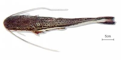 Firewood catfish (Sorubimichthys planiceps)