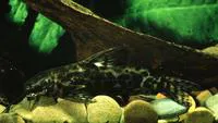 Fischer's Victoria squeaker (Synodontis afrofischeri)