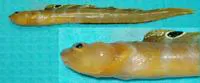 Fish doctor (Gymnelus viridis)