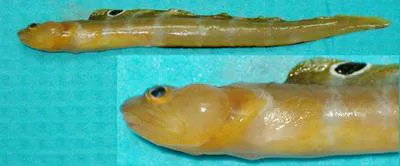 Fish doctor (Gymnelus viridis)