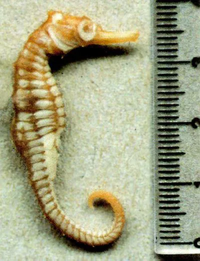 Fisher's seahorse (Hippocampus fisheri)