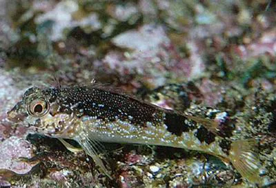 Fishgod blenny (Malacoctenus ebisui)