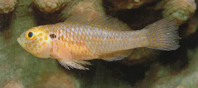 Fishnet pygmy goby (Trimma agrena)