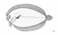 Fison's lefteye flounder (Arnoglossus fisoni)