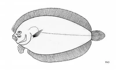 Fison's lefteye flounder (Arnoglossus fisoni)