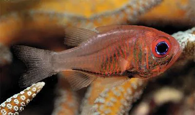 Fistulose cardinalfish (Siphamia fistulosa)