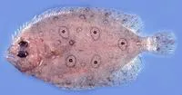 Five-eyed flounder (Pseudorhombus quinquocellatus)
