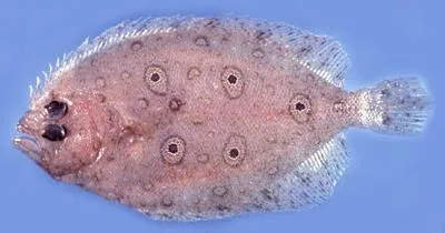 Five-eyed flounder (Pseudorhombus quinquocellatus)