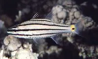 Five-lined cardinalfish (Cheilodipterus quinquelineatus)