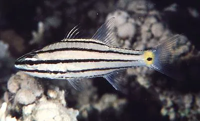 Five-lined cardinalfish (Cheilodipterus quinquelineatus)