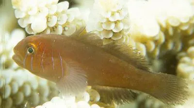Five-lined coral goby (Gobiodon quinquestrigatus)