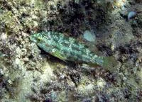 Five-spotted wrasse (Symphodus roissali)