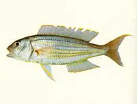 Fivelined threadfin bream (Nemipterus tambuloides)