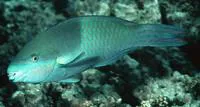 Fivesaddle parrotfish (Scarus scaber)