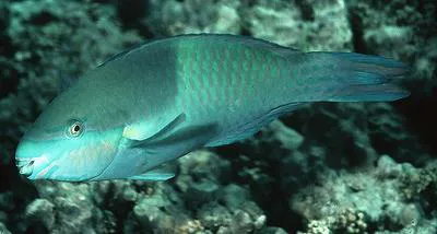 Fivesaddle parrotfish (Scarus scaber)