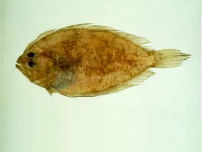 Fivespot flounder (Pseudorhombus pentophthalmus)