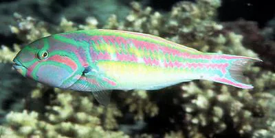 Fivestripe wrasse (Thalassoma quinquevittatum)
