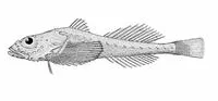 Flabby sculpin (Zesticelus profundorum)