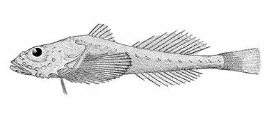 Flabby sculpin (Zesticelus profundorum)