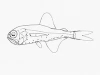 Flaccid lanternfish (Metelectrona ventralis)