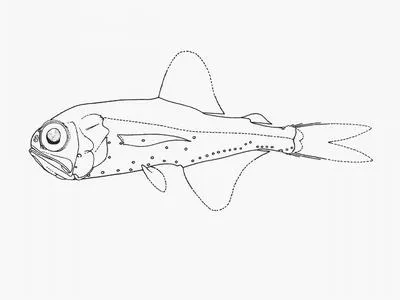 Flaccid lanternfish (Metelectrona ventralis)