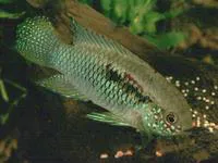 Flag acara (Laetacara curviceps)