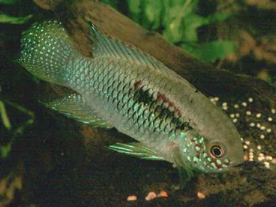 Flag acara (Laetacara curviceps)