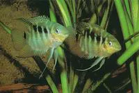 Flag cichlid (Mesonauta festivus)