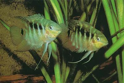 Flag cichlid (Mesonauta festivus)