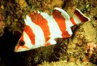 Flag rockfish (Sebastes rubrivinctus)