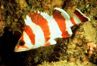 Flag rockfish (Sebastes rubrivinctus)