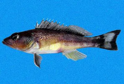 Flag serrano (Serranus huascarii)