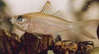 Flag-tailed glass perchlet (Ambassis miops)