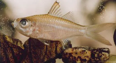Flag-tailed glass perchlet (Ambassis miops)