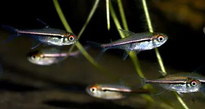 Flag tetra (Hyphessobrycon heterorhabdus)