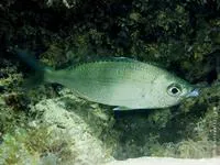 Flagfin mojarra (Eucinostomus melanopterus)