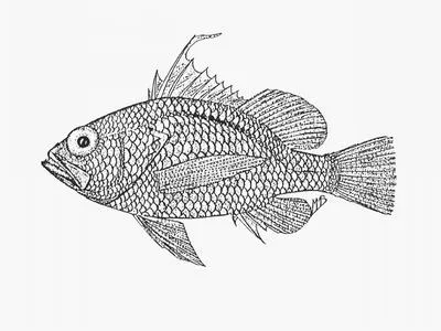 Flagfin (Plectranthias morgansi)