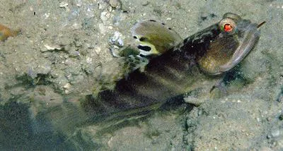 Flagfin prawn goby (Mahidolia mystacina)