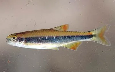 Flagfin shiner (Pteronotropis signipinnis)
