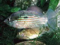 Flagfish (Jordanella floridae)