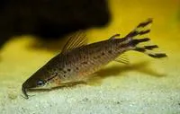 Flagtail catfish (Dianema urostriatum)