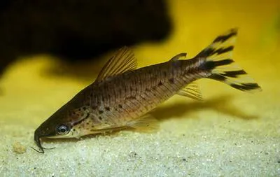 Flagtail catfish (Dianema urostriatum)