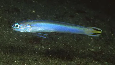 Flagtail dartfish (Ptereleotris uroditaenia)