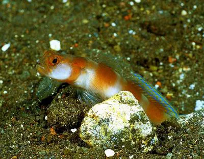 Flagtail shrimpgoby (Amblyeleotris yanoi)